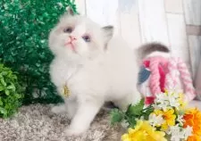 ラグドール【愛知県・男の子・2025年5月10日・シールポイントバイカラー】の写真8