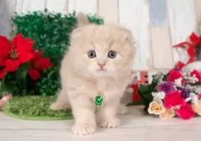 スコティッシュフォールド(折れ耳)【愛知県・女の子・2025年11月2日・クリームタビー】の写真8