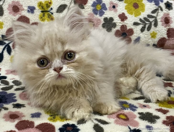 Y.M 様のお迎えした子猫