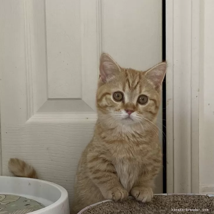 ID：2404-01222の子猫
