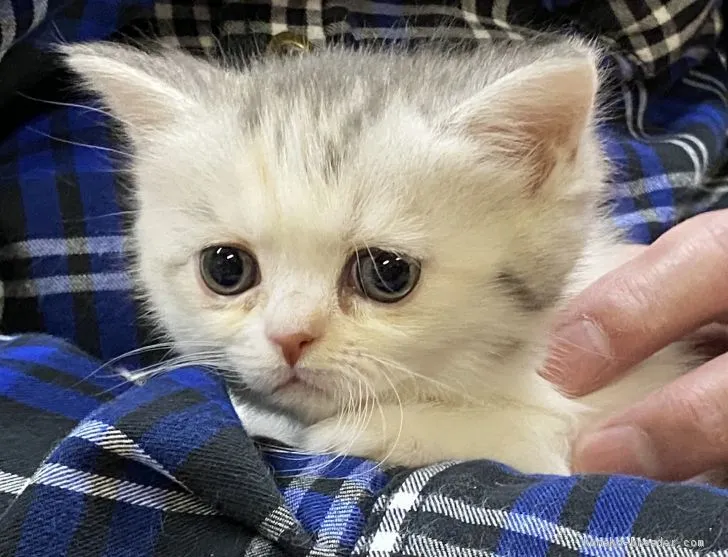 ベル 様のお迎えした子猫