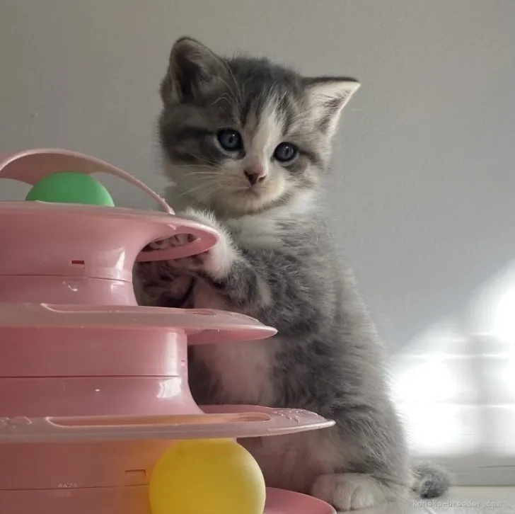 ID：2311-02743の子猫