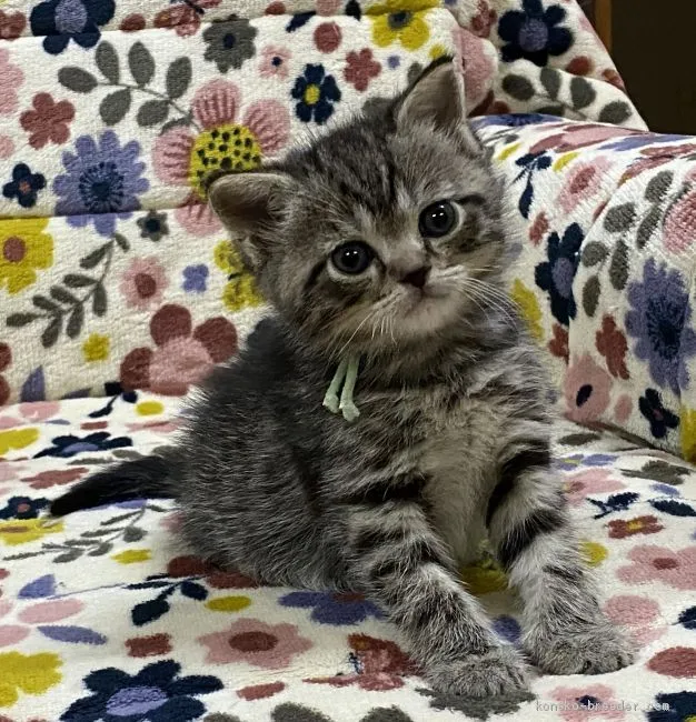 snowpy 様のお迎えした子猫