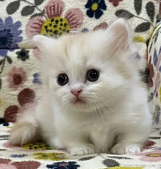 ID：2004-00289の子猫