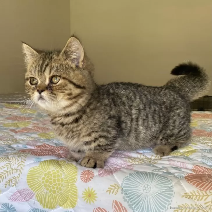 ID:2404-01065の子猫