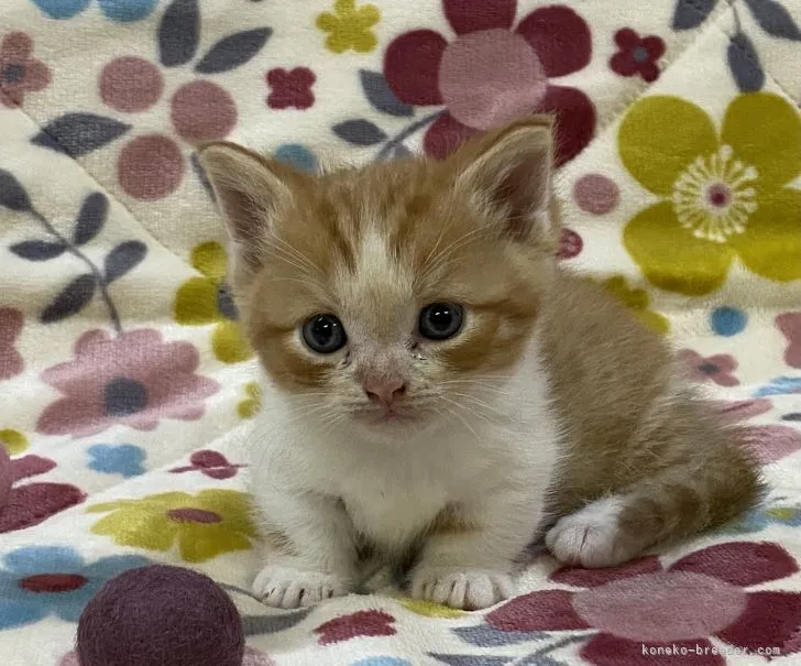 ID：2111-00206の子猫