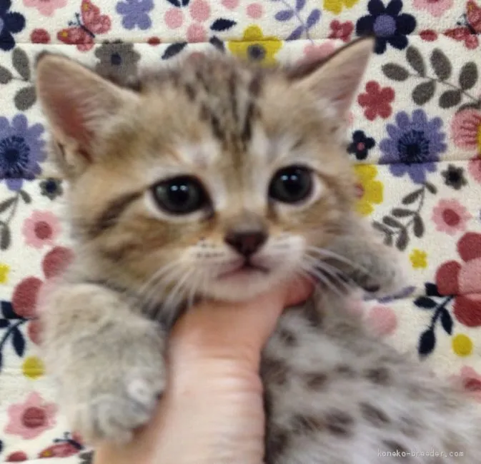 ID：1905-02125の子猫