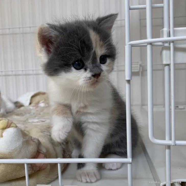 ID：2302-01324の子猫