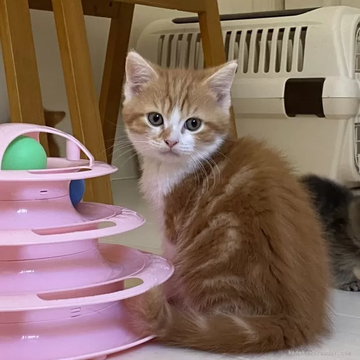 ID：2401-00367の子猫