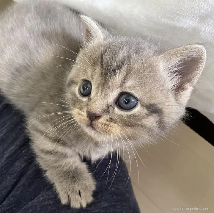 ID:2210-01035の子猫