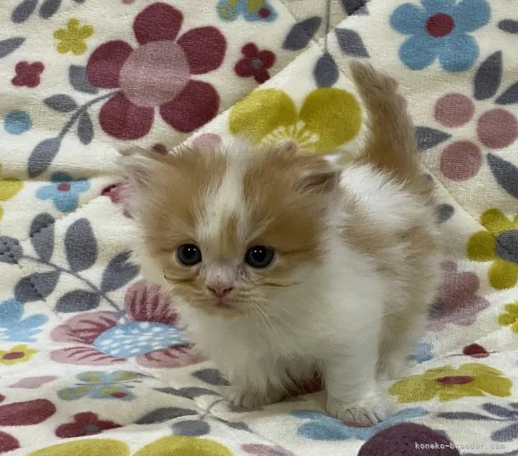ID:2111-00211の子猫