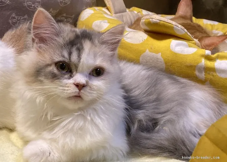 Y.H 様のお迎えした子猫