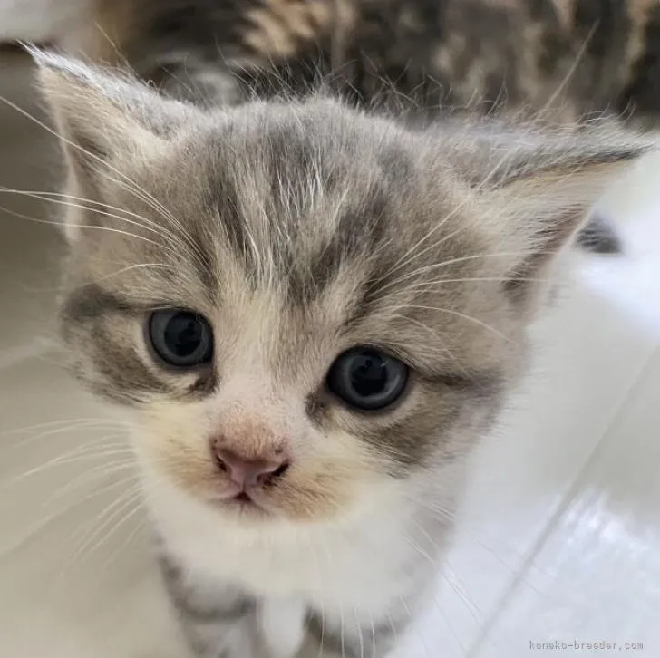 ID：2210-01402の子猫