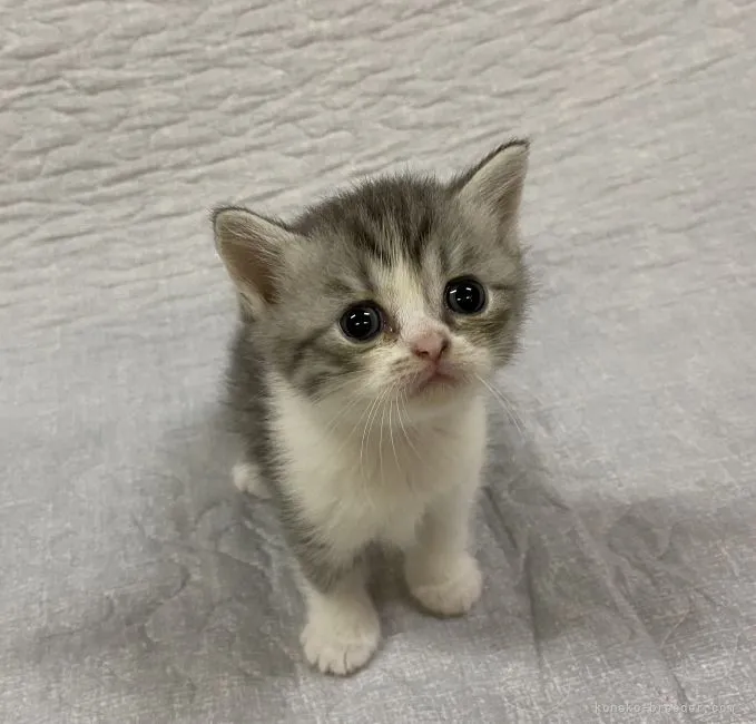 ID:2107-01243の子猫