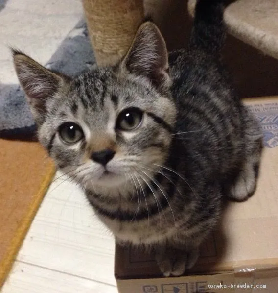 ID:1905-01960の子猫