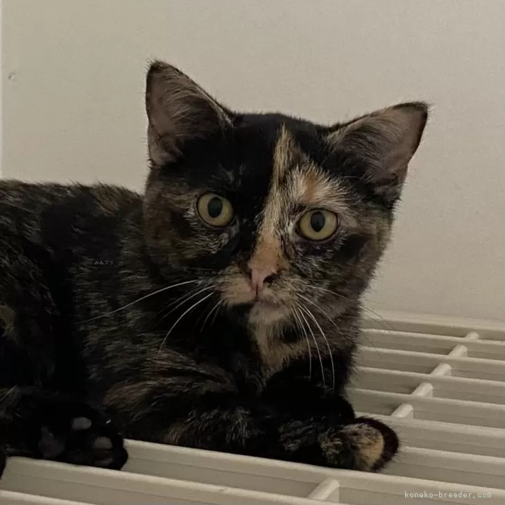 ID:2407-00439の子猫