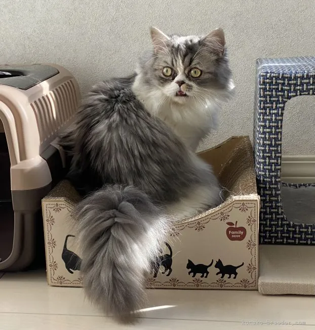 ID:2105-01846の子猫