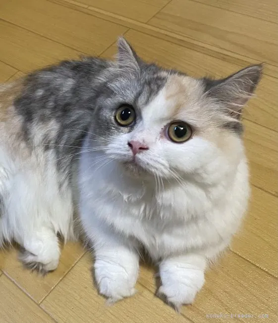ID:2107-00954の子猫