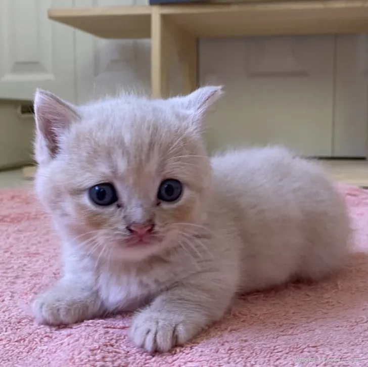 ID：2307-02879の子猫