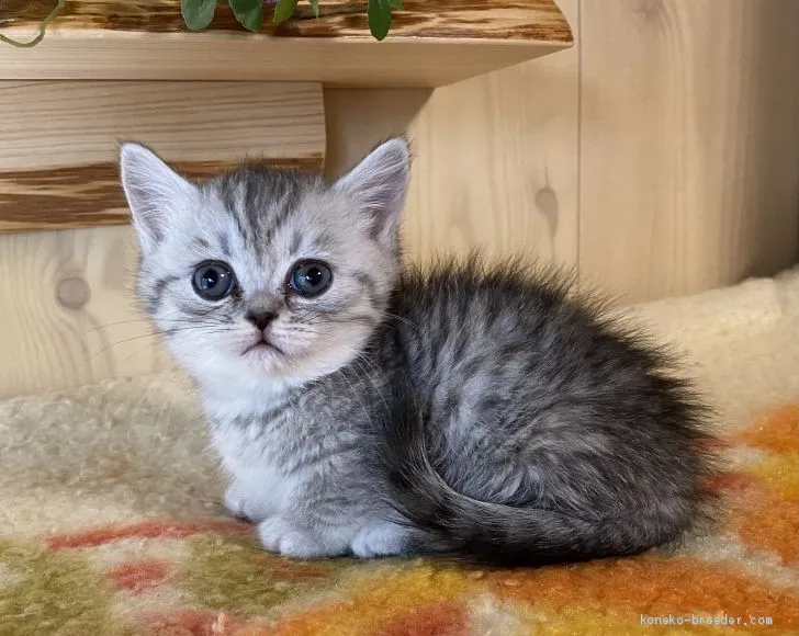 彦三郎 様のお迎えした子猫