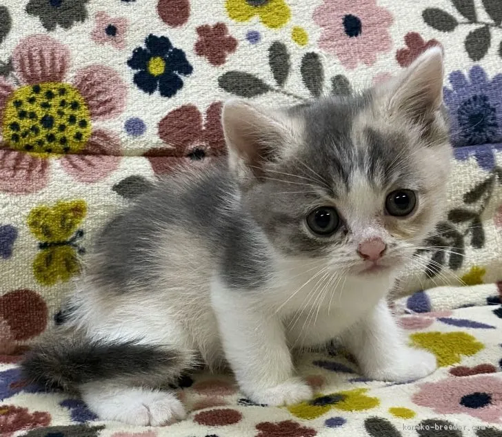 ID：2006-00745の子猫