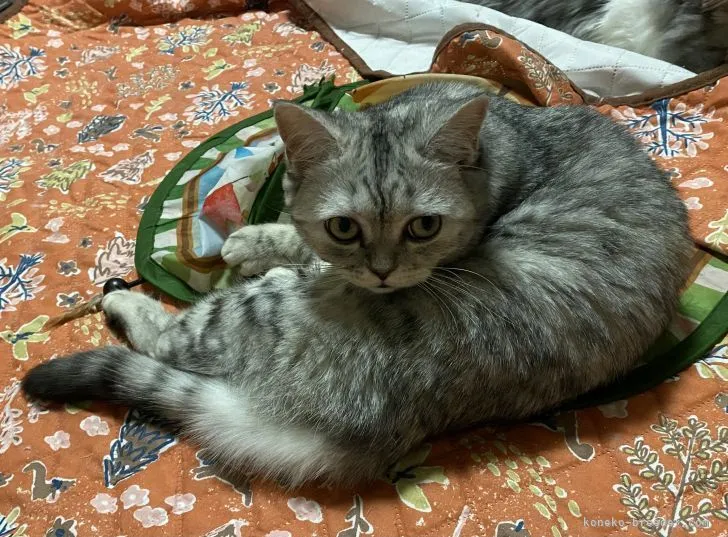 ID:2105-01853の子猫