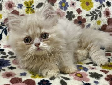 ミヌエット【千葉県・男の子・2019年7月27日・クリーム】の写真「フワモコのおっとりさん😽💕」