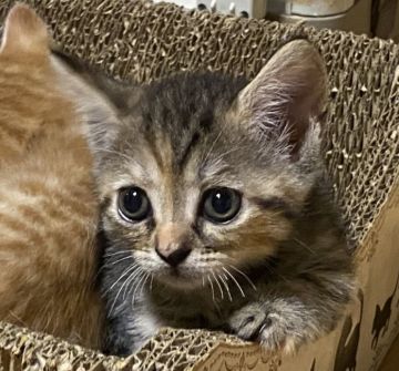 マンチカン(短足)【千葉県・女の子・2021年6月28日・ブラウンタビー】の写真「長めの短足ちゃんです🐾🐾」