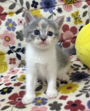 マンチカン(長足)【千葉県・女の子・2019年7月20日・ダイリュートキャリコ】の写真「こんなに甘えて良いですか❓😽」