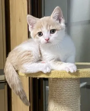 じゃれるミルクティー猫 | アニマル雑貨・オーナメントの卸