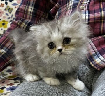 ミヌエット【千葉県・男の子・2020年1月15日・シェーデッドシルバー】の写真「大きなまんまるおめめ👀と白ソックス🧦❤️」