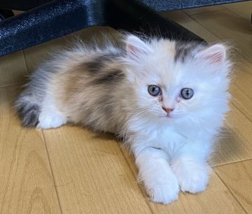 ミヌエット【千葉県・女の子・2021年6月8日・ダイリュートキャリコ】の写真「かけっこと狭いところが大好き💕」