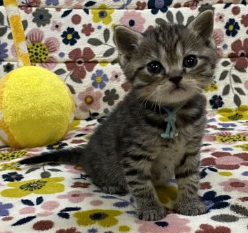 ミヌエット【千葉県・男の子・2020年3月19日・シェーデッドゴールデン】の写真「ゴロゴロ、スリスリ4兄弟😸😸😸😸」