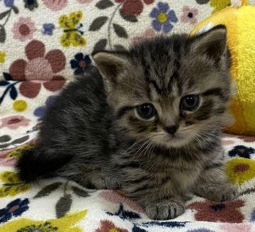 ミヌエット【千葉県・男の子・2020年3月19日・シェーデッドゴールデン】の写真「ゴロゴロ、スリスリ4兄弟😸😸😸😸」