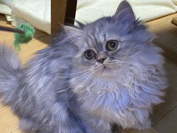 ミヌエット【千葉県・女の子・2019年7月27日・ブルー】の写真「ゴージャスヘアと潤んだ瞳💖✨」