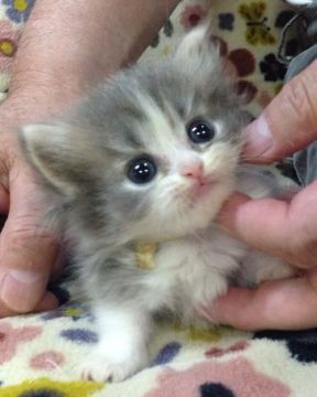 ミヌエット【千葉県・女の子・2019年8月2日・ブルーアンドホワイト】の写真「愛らしい、大きな瞳に吸い込まれそう💖✨」