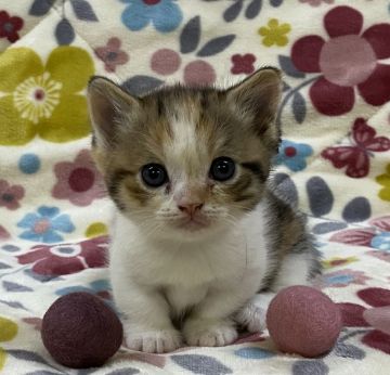 マンチカン(短足)【千葉県・女の子・2021年10月1日・キャリコ】の写真「好奇心いっぱいなキラキラおめめ👀✨✨」