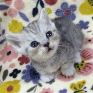 ミヌエット【千葉県・男の子・2019年7月27日・シルバータビー】の写真「極短で愛らしい男の子💖✨」