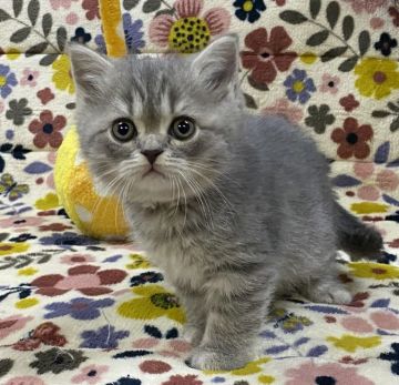 ミヌエット【千葉県・女の子・2020年1月15日・ブルータビー】の写真「抱っこされると脱力しちゃうのだ〜😽💕」