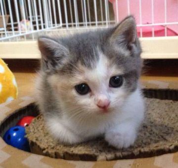 マンチカン(長足)【千葉県・女の子・2019年7月20日・ダイリュートキャリコ】の写真「おすまし顔がキュート💕」