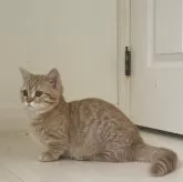 ミヌエット(短足)【千葉県・女の子・2023年11月24日・レッドタビー】の写真2