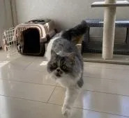 ミヌエット【千葉県・男の子・2021年4月8日・ブルーアンドホワイト】の写真4「2/25撮影」