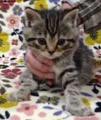 ミヌエット【千葉県・男の子・2019年4月24日・シェーデッドゴールデン】の写真5