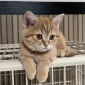 ミヌエット(長足)【千葉県・女の子・2025年8月10日・レッドスポッテッドタビー】の写真2