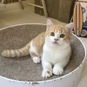 ミヌエット(長足)【千葉県・男の子・2025年8月9日・レッドタビーアンドホワイト】の写真10