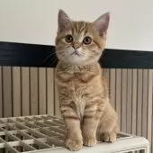 ミヌエット(長足)【千葉県・女の子・2025年8月10日・レッドスポッテッドタビー】の写真3