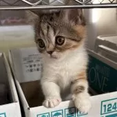 ミヌエット(長足)【千葉県・女の子・2025年9月21日・キャリコ】の写真10