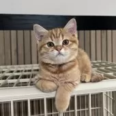 ミヌエット(長足)【千葉県・女の子・2025年8月10日・レッドスポッテッドタビー】の写真3