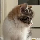 ミヌエット(長足)【千葉県・女の子・2025年9月21日・キャリコ】の写真14