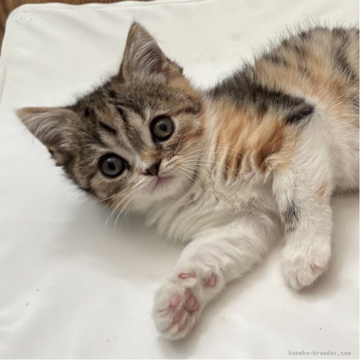 ブリーダー画像